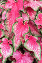 Lava Glow Caladium Bulbs for Planting - Perennial Hosta, Elephant Ears, Fancy (10 Bulbs)