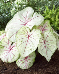 5 White Queen Caladium Bulbs for Planting - Perennial Hosta, Elephant Ears, Fancy 5 Bulbs