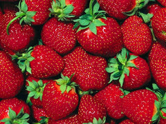 Fort Laramie Everbearing Strawberry 10 Bare Root Plants - Hardiest Everbearer