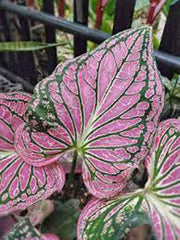 3 Pink Symphony Caladium Bulbs - Fancy Leaf Caladium - 3 Caladium Roots