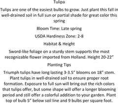 20 Landscape Mixture Tulip Bulbs - Tulipa Triumph