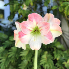 Amaryllis 'Apple Blossom' Plant Bulb (1 Pack 24/26cm) - Light Pink & White Flowering Blooms Indoor Outdoor Gardens