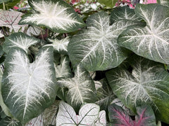 Aaron Caladium Bulbs for Planting - Perennial Hosta, Elephant Ears, Fancy (10 Bulbs)