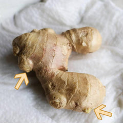 Fresh Culinary Ginger Root Plant Starts, Great for Eating Fresh for Sushi, Cooking, Healthy and Tasty. Easy to Grow