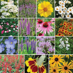 All Perennial Wildflower Mixed Seeds for Planting, 1/4 lb, 120,000+ Seeds with Lupine, Shasta Daisy | Attracts Pollinators, Plant in Spring or Fall, Zones 3, 4, 5, 6, 7, 8, 9, 10 wildflower seeds