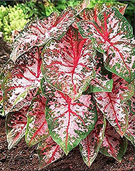 3 Carolyn Whorten Caladium Bulbs - Large Size Roots - Bright Pink and Green Foliage - Hardy in Zones 9-11 - Perfect for Shaded Gardens and Containers