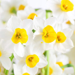 Narcissus Paperwhite 'Wintersun' (10 Pack) Large Plant Bulbs for Indoor Forcing - Fragrant White & Yellow Indoor Flowering Blooms for Holidays
