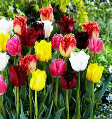 Tulipa Fringed Fringed Mixture Tulip Bulbs Size 11/12 for Planting - Easy to Grow, Plant in Fall, Winter or Early Spring (10 Bulbs)