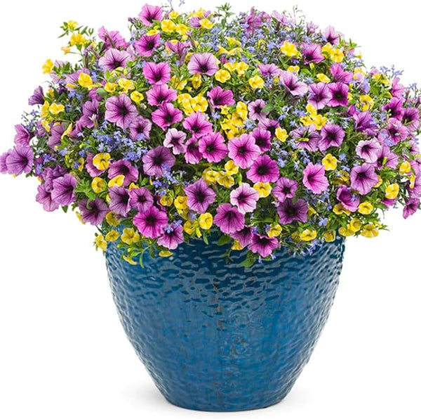 Calibrachoa Petunia Flower Calibrachoa spp. Seeds for Planting in Flower Bed & Garden