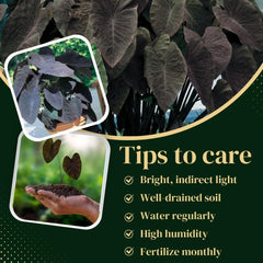 Elephant Ear Plants | Black Magic | (4-Pack) Easy-to-Grow Live Colocasia Plants, Perfect for Indoor/Outdoor Gardens, 3-8 inches Height - Seedsplant