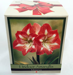 Amaryllis Kit: Minerva + Plastic Pot/Soil/Bulb - Large Bulb 26/28 cm -Netherland