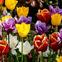 Tulipa Fringed Fringed Mixture Tulip Bulbs Size 11/12 for Planting - Easy to Grow, Plant in Fall, Winter or Early Spring (10 Bulbs)