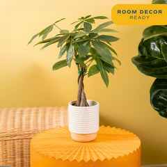Costa Farms Money Tree (Pachira Aquatica) Live Indoor Bonsai-Style Plant, 8-12 Inches Tall, Braided Trunk Houseplant in Decorative Pot, Easy Care Pet-Friendly Decor