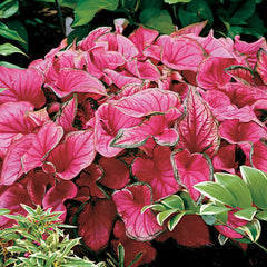 3 Florida Sweetheart Caladium Bulbs - Fancy Leaf Caladium - 3 Caladium Roots