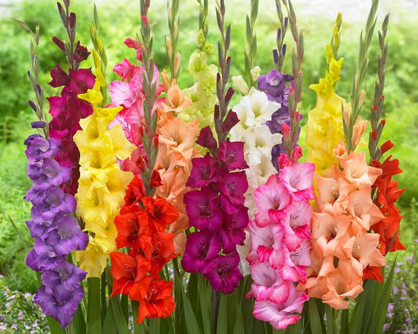 10 Gladiolus Bulbs, Mixed Colors - Sword Lily, Easy to Grow Perennial