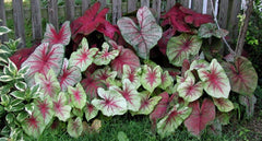 Caladium, Bulb, Fancy Mix, Pack of 3 (Three), Easy to Grow, Colorful Mix, HOSTA Size 3cm+
