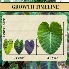 Elephant Ear Plants | Black Magic | (4-Pack) Easy-to-Grow Live Colocasia Plants, Perfect for Indoor/Outdoor Gardens, 3-8 inches Height - Seedsplant