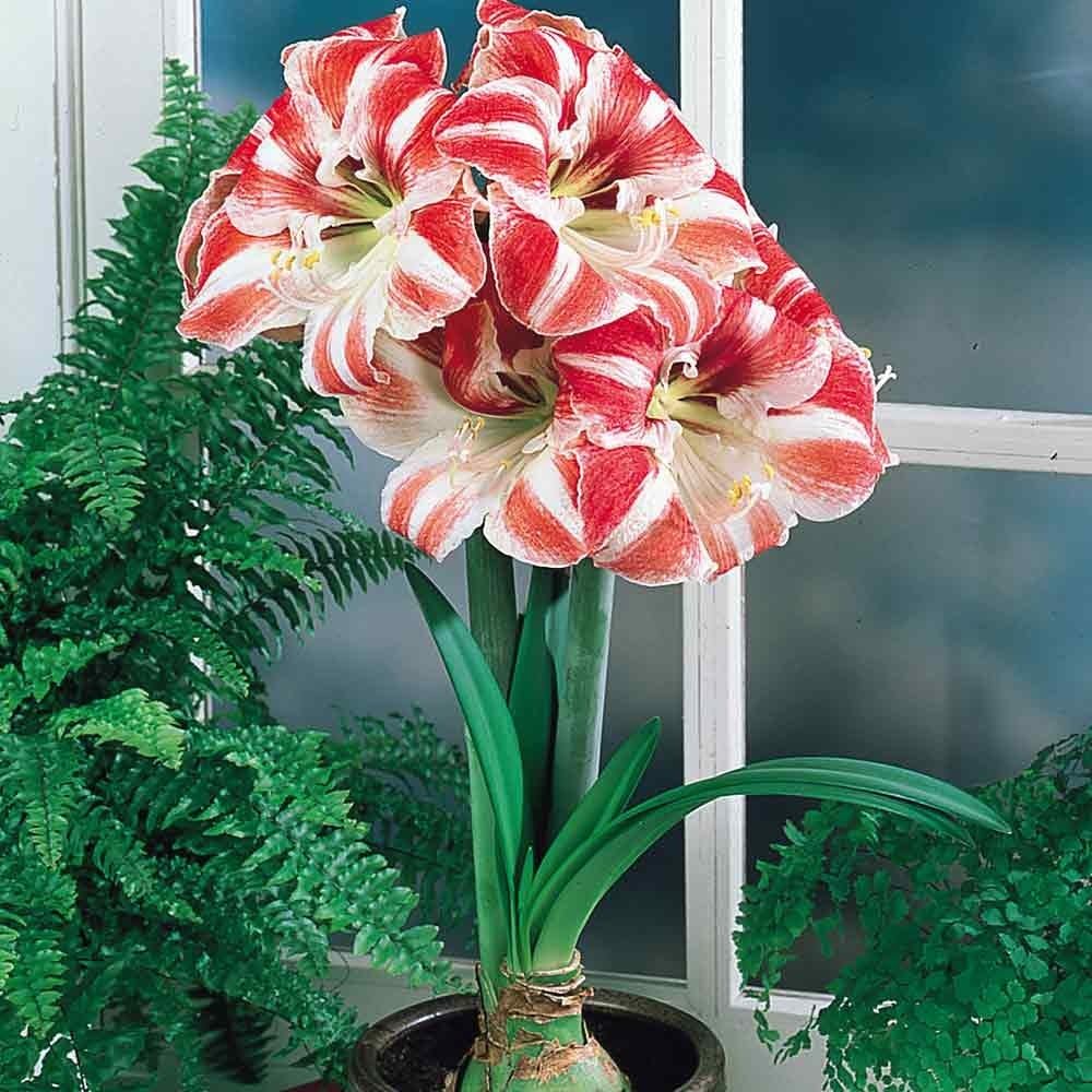 Amaryllis Clown Huge Bulb 26-28cm! Great Holiday Gift! Easy Grow Bulbs!