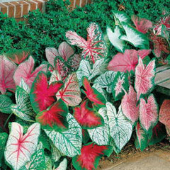 Caladium, Bulb, Fancy Mix, Pack of 6 (SIX Bulbs), Easy to Grow, Colorful Mix, HOSTA  Size 3cm+