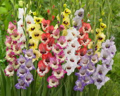 10 Gladiolus Bulbs, Mixed Colors - Sword Lily, Easy to Grow Perennial