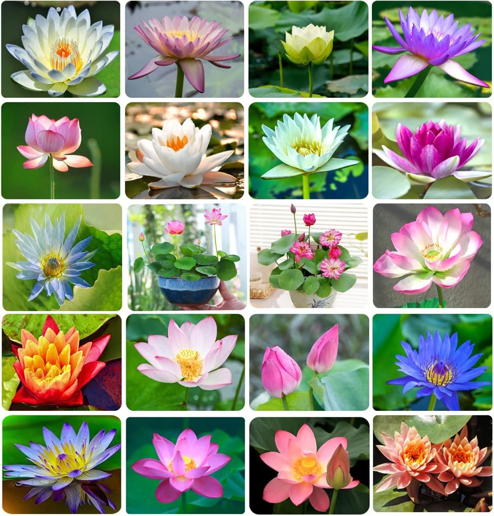 35+ Bonsai Lotus Flower Seeds for Home Planting Ornamental, Mixed Pink & Red Flower, Aquatic Plant for Courtyard, Hotel, Goldfish Pond, Water Lily Seeds