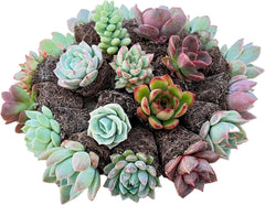 Sprout N Green 10 Assorted Succulents with Root, 10 Different Varieties Live Plants Collection, Without Plant Pot, Great for Gardener Beginner, DIY Projects, Wedding Party Favor