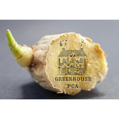 Fresh Culinary Ginger Root Plant Starts, Great for Eating Fresh for Sushi, Cooking, Healthy and Tasty. Easy to Grow