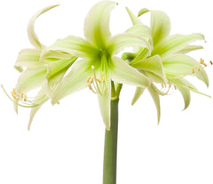 Amaryllis 'Evergreen' Plant Bulb (1 Pack 24/26cm) - Exotic Cybister Green Flowering Blooms for Holiday Indoors & Outdoor Gardens