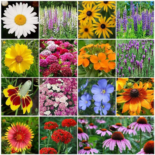 All Perennial Wildflower Mixed Seeds for Planting, 1/4 lb, 120,000+ Seeds with Lupine, Shasta Daisy | Attracts Pollinators, Plant in Spring or Fall, Zones 3, 4, 5, 6, 7, 8, 9, 10 wildflower seeds