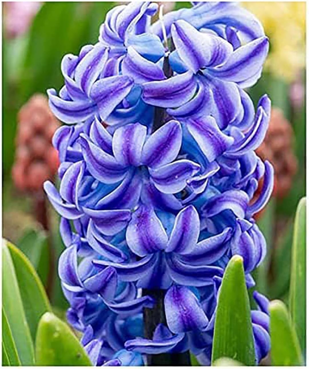 6 Mixed Colors Hyacinth Bulbs - 16-17 cm, Beautiful Blue Blooms for Zones 4-10, Pre-Chilling Required for Zones 8-10 for Optimal Growth