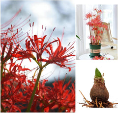 Heirloom Red Lycoris Spider Lilies Bulbs Radiata Hurricane Lily Cluster Amayllis Growing Bonsai Roots Rhizomes Corms Tubers Potted Planting Reblooming Fragrant Garden Species Blooms Flower Seeds Plant Gardening