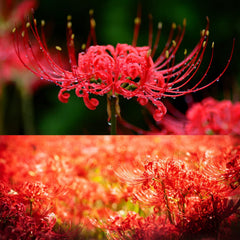 Heirloom Red Spider Lily Lycoris Radiata Bulbs Hurricane Cluster Amayllis Growing Bonsai Roots Rhizomes Corms Tubers Potted Planting Reblooming Fragrant Garden Species Blooms Flower Seeds Plant Gardening