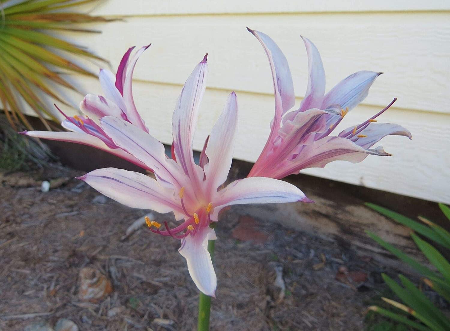 Incarnata Lycoris Spider Lilies Bulbs Radiata Hurricane Lily Cluster