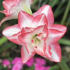 Amaryllis 'Double Record' Plant Bulb (1 Pack 24/26cm) - Large Red & White Double Flowering Blooms for Holiday Indoors & Outdoor Gardens