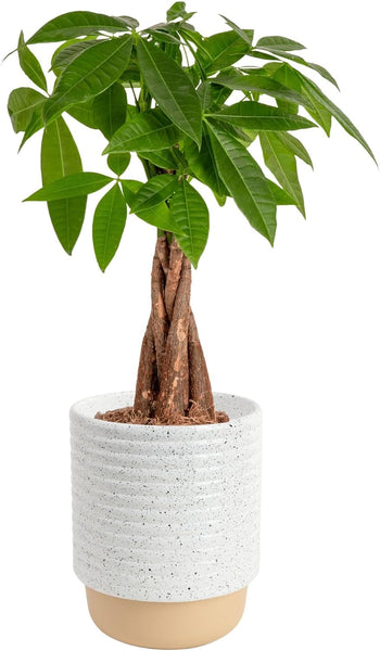 Costa Farms Money Tree (Pachira Aquatica) Live Indoor Bonsai-Style Plant, 8-12 Inches Tall, Braided Trunk Houseplant in Decorative Pot, Easy Care Pet-Friendly Decor