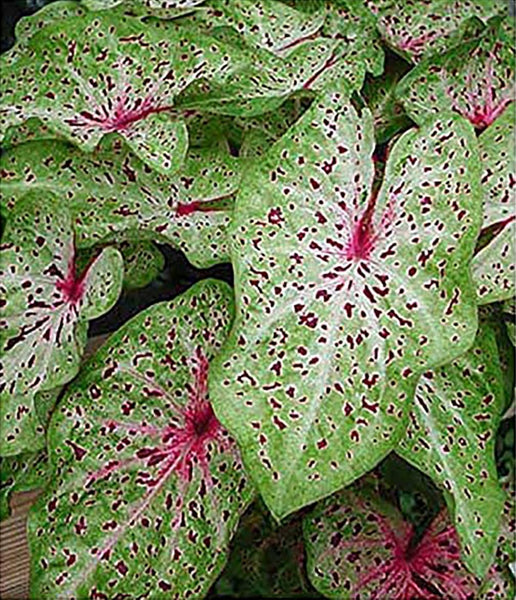 Caladium - Large Size Bulb - Vibrant Green and Pink Foliage - Hardy in Zones 9-11 - Ideal for Gardens and Containers