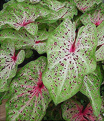Caladium - Large Size Bulb - Vibrant Green and Pink Foliage - Hardy in Zones 9-11 - Ideal for Gardens and Containers