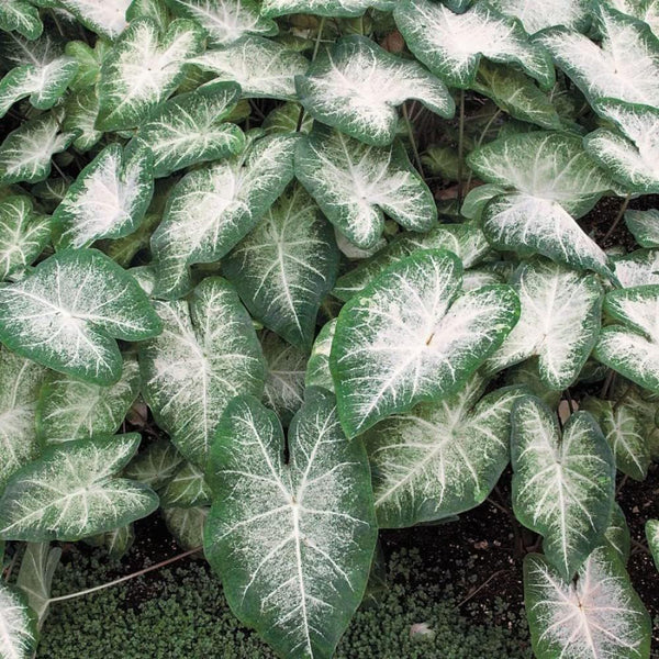 Fancy Leaf Caladium - Aaron -One  Large Root Bulb - Vibrant Green and Pink Foliage - Hardy in Zones 9-11 - Ideal for Garden Beds and Pots - Giant Caladium Plants