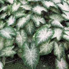Fancy Leaf Caladium - Aaron -One  Large Root Bulb - Vibrant Green and Pink Foliage - Hardy in Zones 9-11 - Ideal for Garden Beds and Pots - Giant Caladium Plants