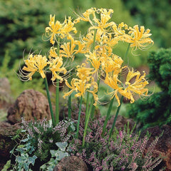 Simple Lycoris Spider Lilies Bulbs Radiata Hurricane Lily Cluster Amayllis Growing Bonsai Roots Rhizomes Corms Tubers Potted Planting Reblooming Fragrant Garden Species Blooms Flower Seeds Plant Gardening