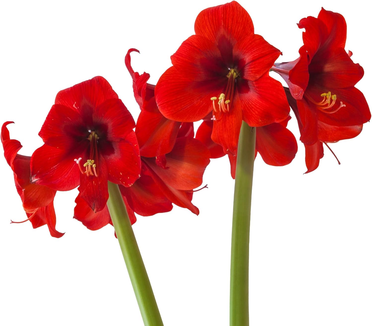 Amaryllis 'Ferrari Red' (5 Pack) - Bright Red Flowering Blooms for Indoors & Outdoor Gardens Size 22/24cm