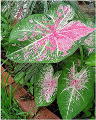 5Bulbs Pink Cloud Caladium - Bare Root Bulb - Delicate Pink and Green Foliage - Hardy in Zones 9-11 - Ideal for Gardens and Containers