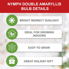Garden State Bulb Galaxy Nymph Double Amaryllis Flower Bulb, 26/28cm, Holiday Blooms! (Bag of 1)