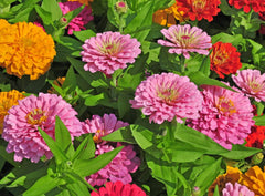 500+ Mix Colors Zinnia Seeds for Planting Outdoors Heirloom Non-GMO 90% High Germination Rate Open Pollinated Zinnia elegans Seeds