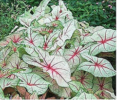 White Queen Caladium - One Top Size Bulb - Elegant White and Green Foliage - Hardy in Zones 9-11 - Perfect for Gardens and Pots