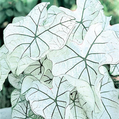 Dwarf Candidum Jr Caladium Bulb - Fancy Leaf Caladium - 1 Caladium Root - Seedsplant