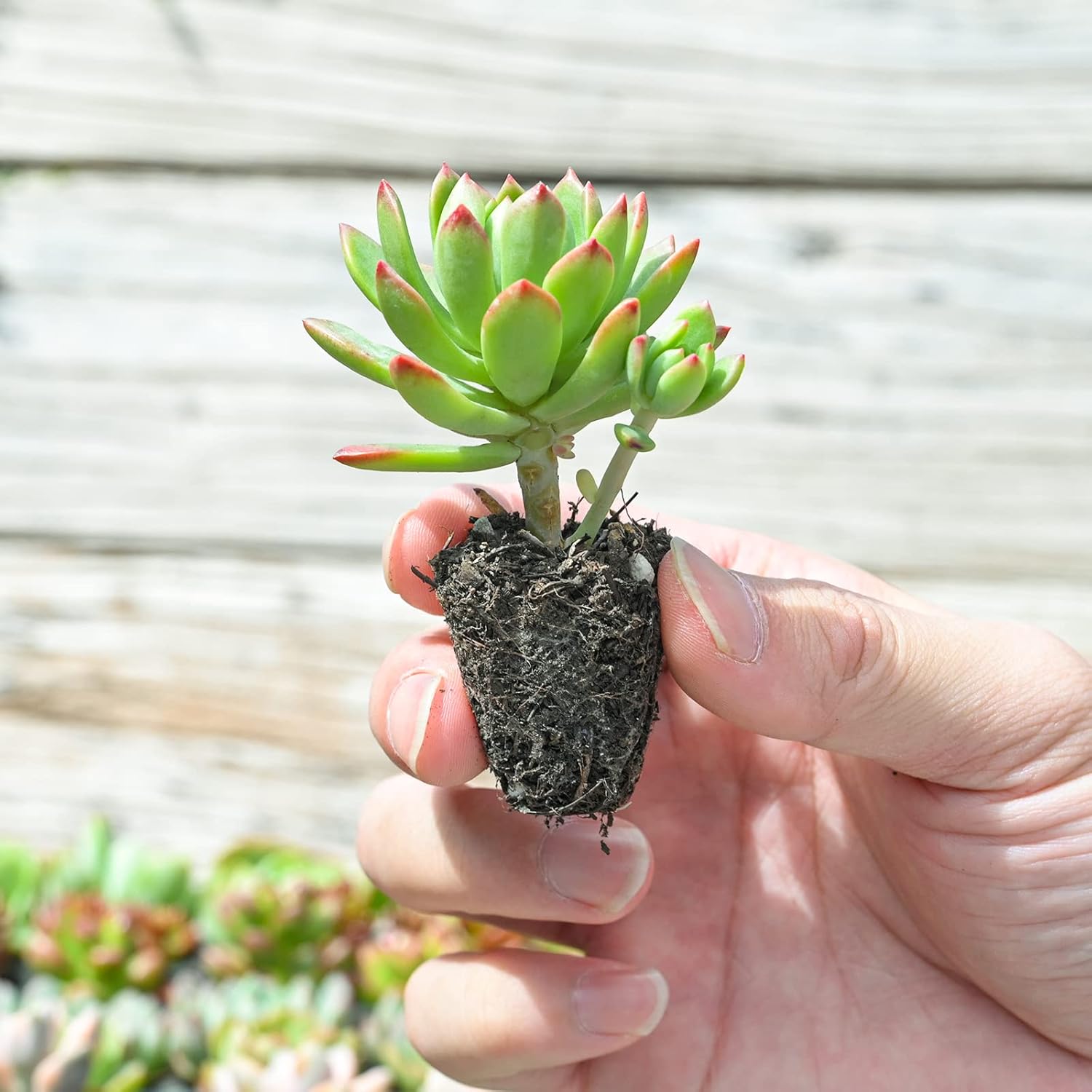 succulents sprouting Sprout N Green 10 Assorted Succulents with Root, 10 Different Varieties Live Plants Collection, Without Plant Pot, Great for Gardener Beginner, DIY Projects, Wedding Party Favor