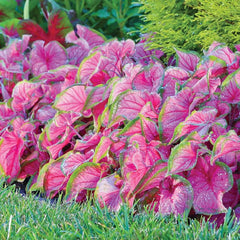 3 Florida Sweetheart Caladium Bulbs - Fancy Leaf Caladium - 3 Caladium Roots