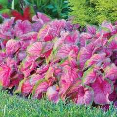 Sweetheart Caladium Bulb - Fancy Leaf Caladium - 1 Caladium Root