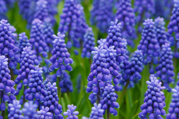 30 Grape Hyacinth Bulbs-muscari Armeniacum, Called Grape Hyacinth, Spring-Blooming Bulbs~Now Shipping, Pepennial